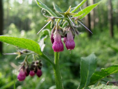 beliczay_sziget_2010_05_22_086.jpg